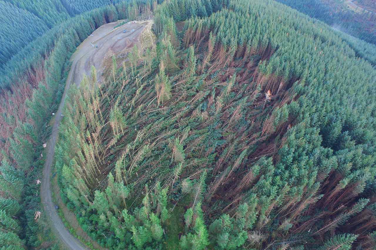 Iprosurv windblown forestry inspections