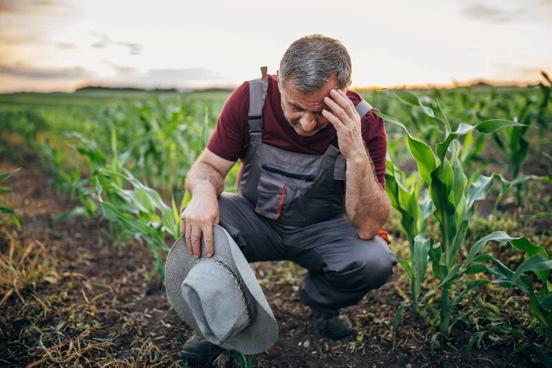 financial loss crop under seeding