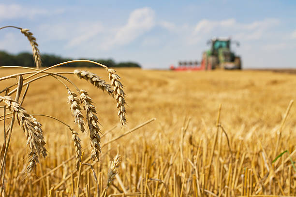 Last straws on field after harvest and tractor plowing focus on ears of wheat