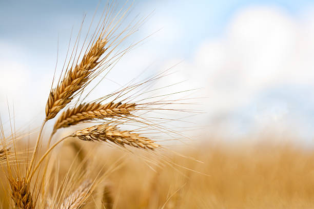 Close up of ripe wheat ears against beautiful sky with clouds Selective focus