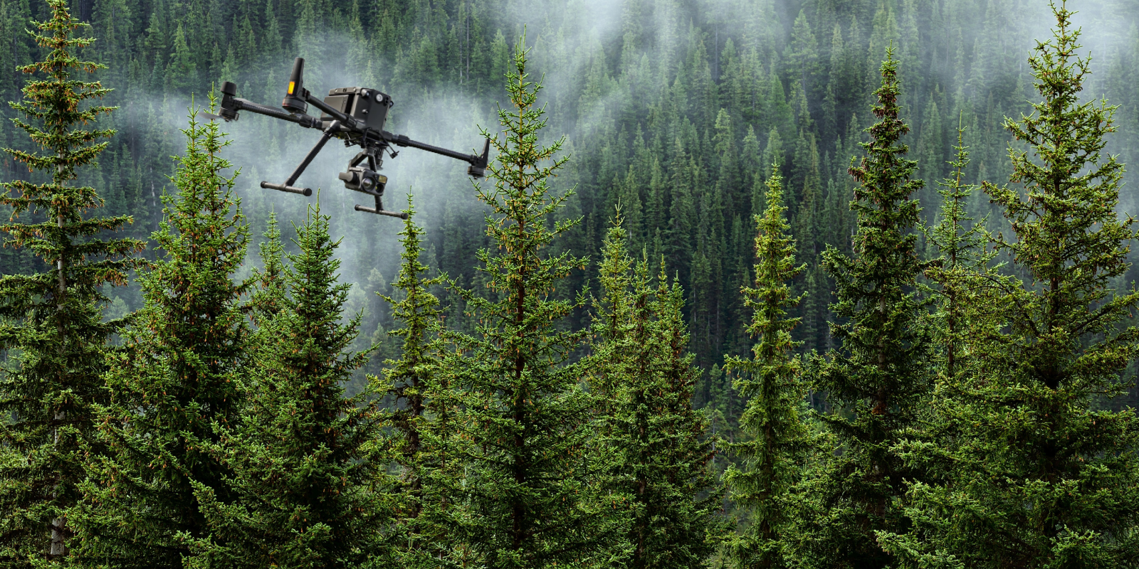 Drones in forestry