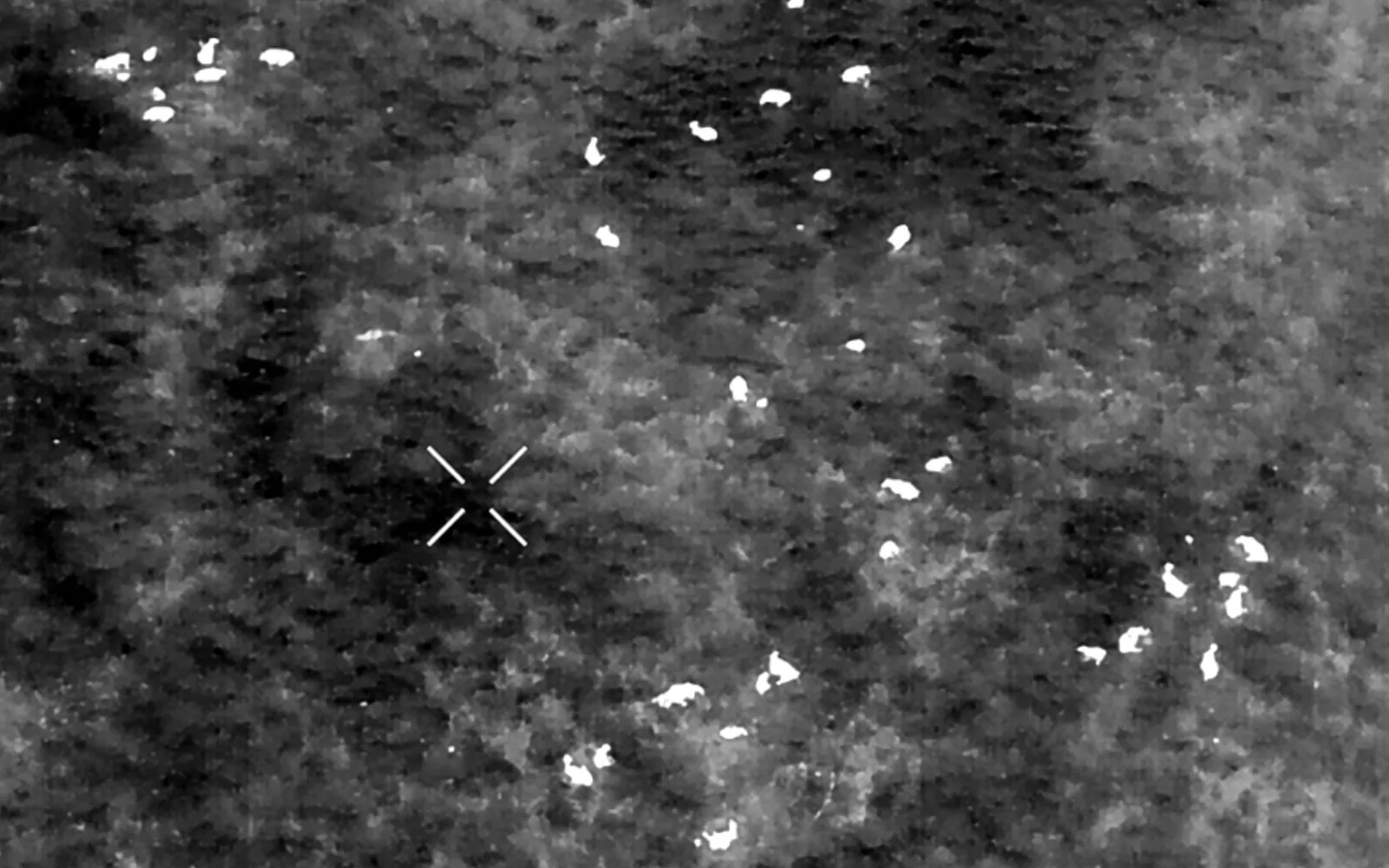 Greyscale aerial thermal image showing livestock heat signatures across a field